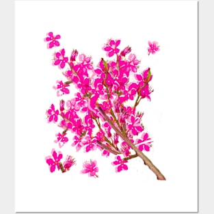 Sakura First cherry blossoms of spring delicate pink flowers  foliage Posters and Art